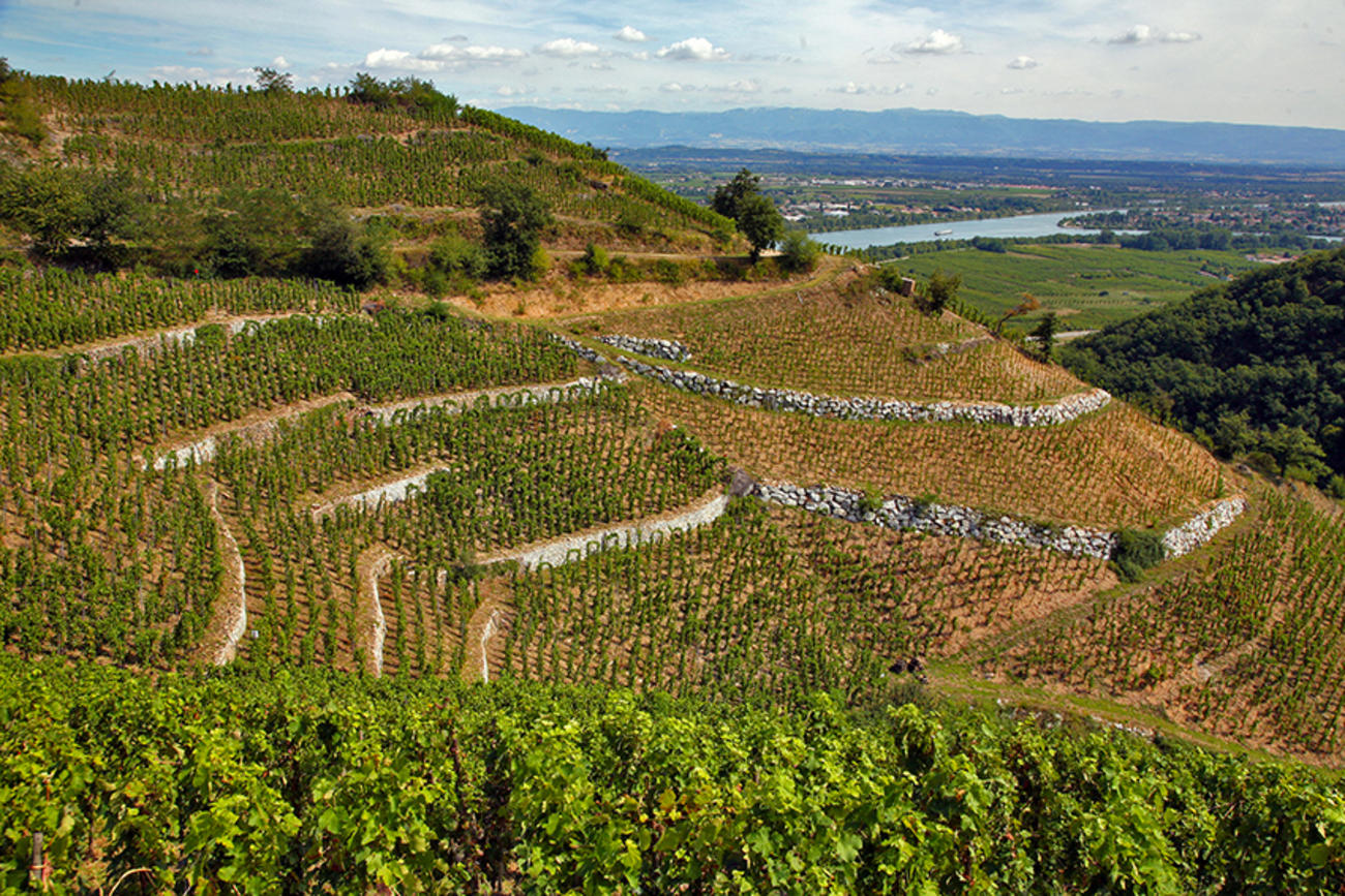 AOC Saint Joseph Les Côtes